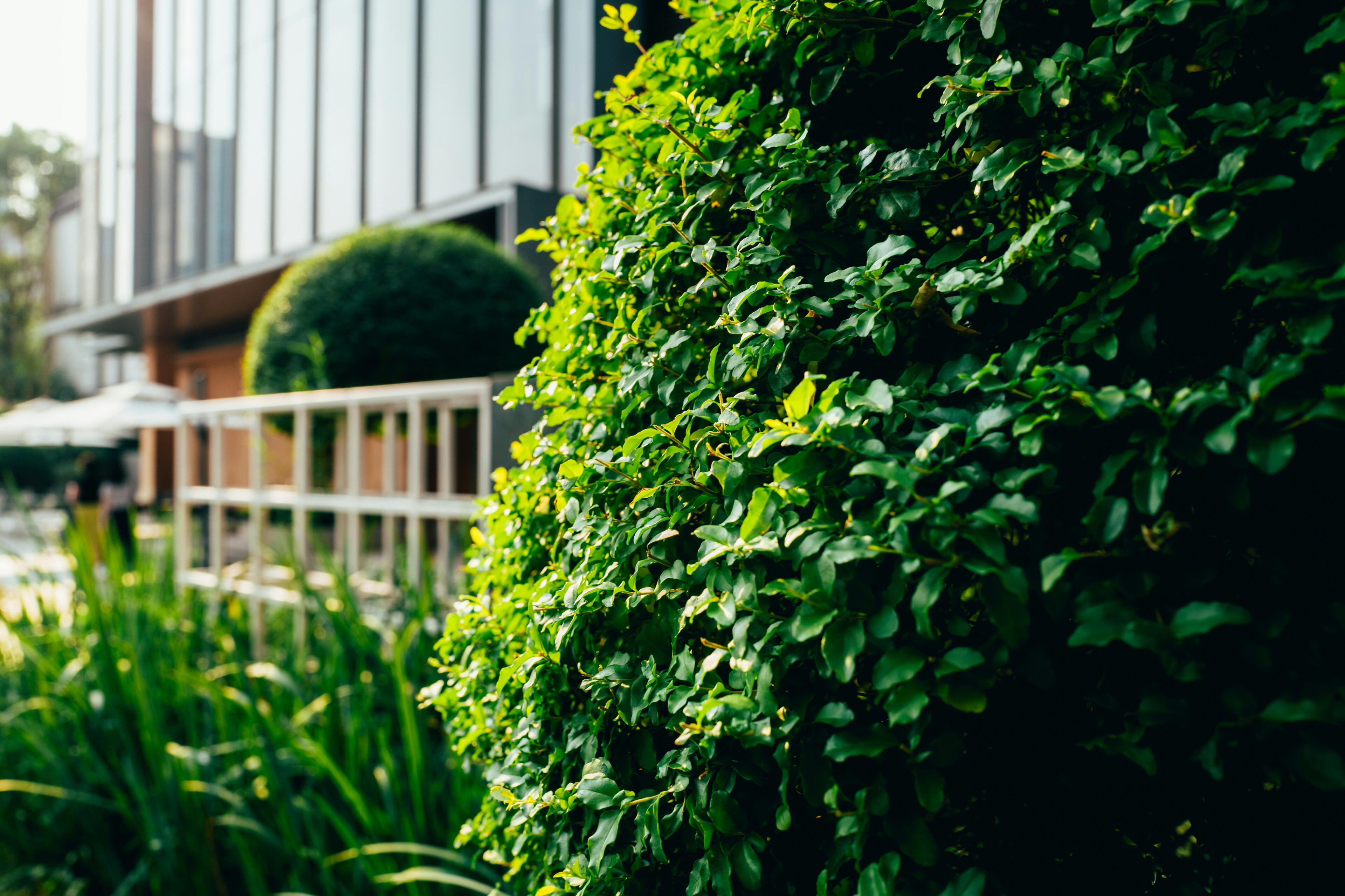 Hecke vor Haus Hecke vor Haus