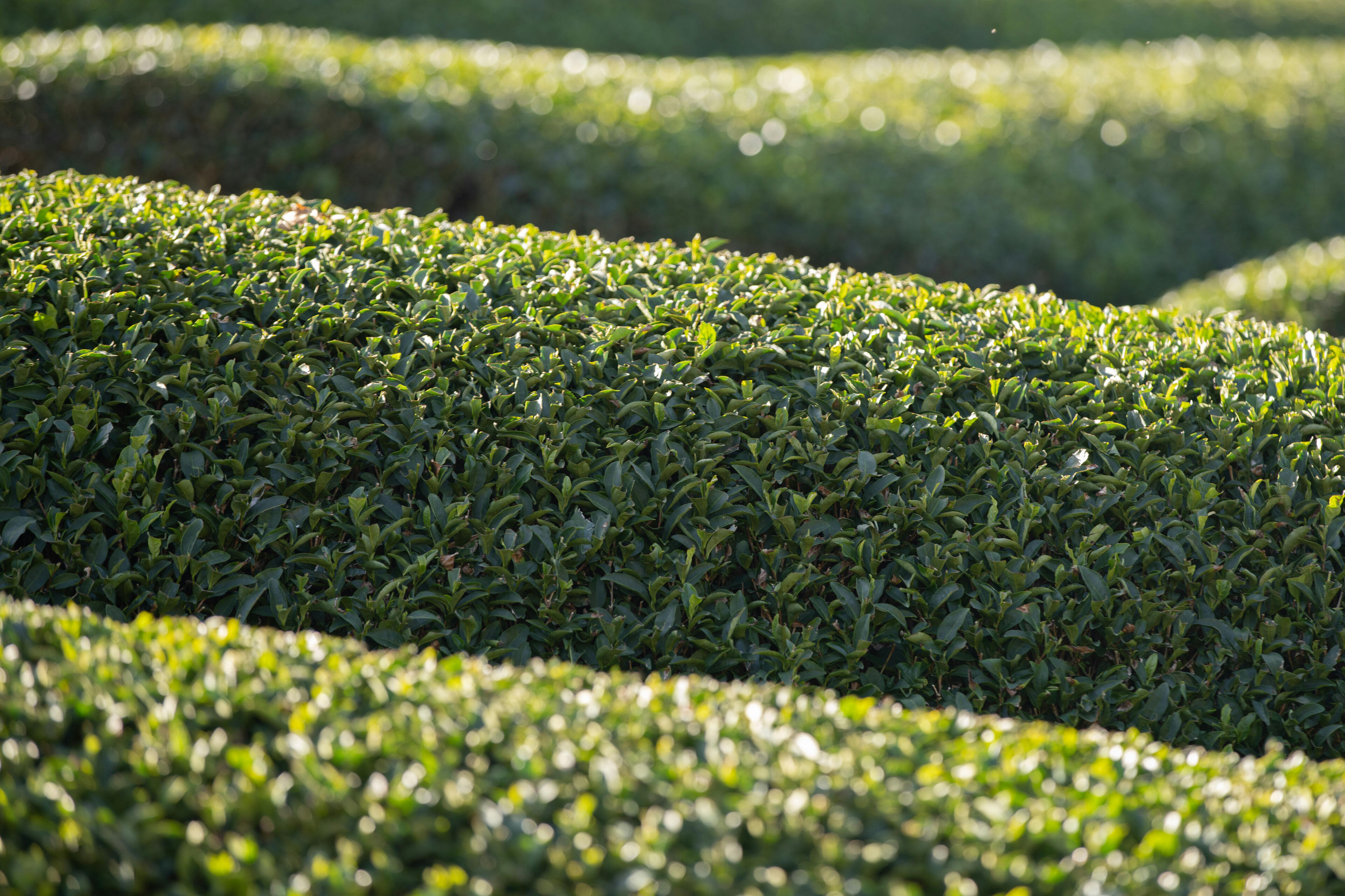 geschnittene Hecke geschnittene Hecke